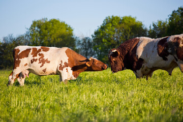 Vache et taureau de race à viande dans les champs.