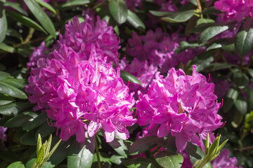 Beautiful luxurious nature rhododendron flowers close up in Normandy. Sunny spring day. Colorful and peaceful nature.