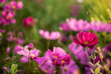 Fototapeta na wymiar group of flowers in very vivid pink tones with large blurs