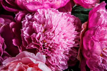 top view closeup elegant bouquet made from large pink and purple peonies