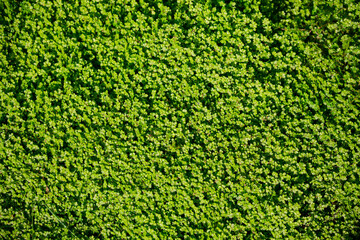 Plante verte, mur végétale pour fond abstrait.