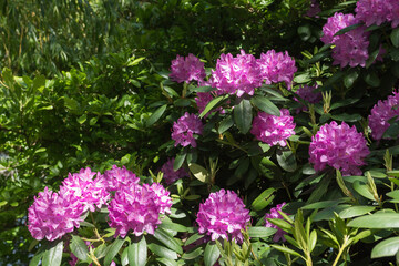 Beautiful luxurious nature rhododendron bush in Normandy. Sunny spring day. Colorful and peaceful nature.