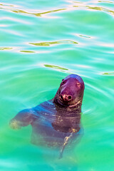 Antarctic fur seal (Arctocephalus gazella) - Hel, Pomerania, Poland