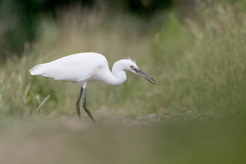 The little Egret looking for food (Egretta garzetta)