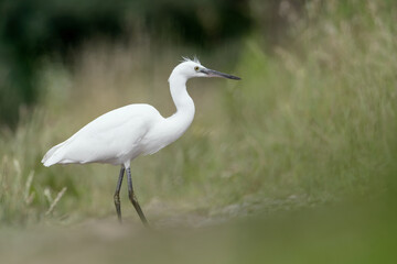 Fototapeta premium Wonderful portrait of little Egret (Egretta garzetta)