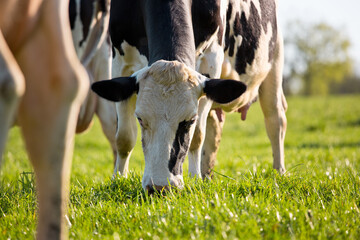 Vache laitière en pâture dans le campagne.