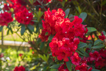 Beautiful big close up of a red rhododendron bush in Normandy. Sunny spring day. Colorful and peaceful nature.