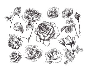 Hand drawn rose illustrations, vintage style, isolated on white background - 356660194