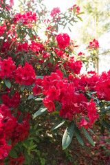 Fototapeta na wymiar Beautiful luxurious nature red rhododendron bush in Normandy. Sunny spring day. Colorful and peaceful nature.