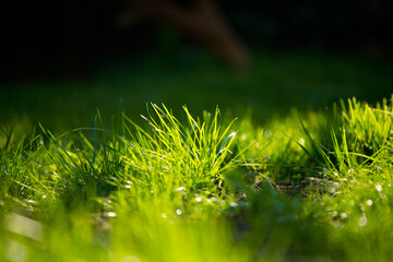 Gazon vert au printemps sous le soleil.