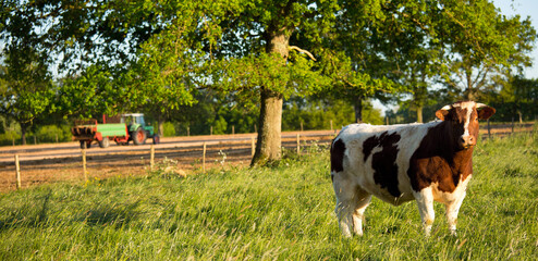 Campagne agricole, vache et tracteur dans les champs.