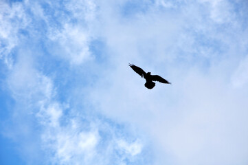 Seagull in Flight