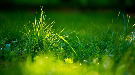 Pelouse verte et brun d'herbe au soleil. - obrazy, fototapety, plakaty