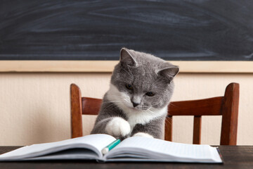 Grey cat sits at a table with books and notebooks, studying at home. Concept for teacher's day, education for pet. - Powered by Adobe