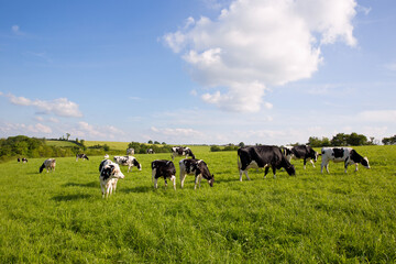 Paysage de campagne et vaches dans les champs.