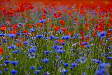 Red poppies fields