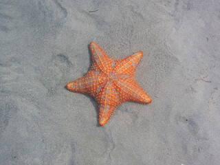 Starfish in the ocean at Bocas del Toro, Panama