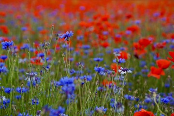 Red poppies fields