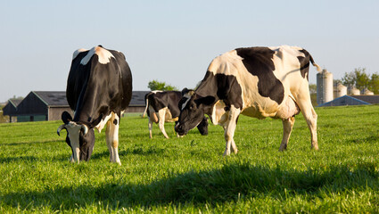Troupeau de vaches laitière broutant dans une prairie verte au printemps.