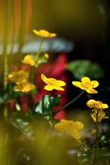 Fleur jaune et prêle au pied d'un bassin.