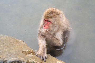 Japanese Snow Monkeys (macaques) in Nagano, Japan. Snow Monkeys mother and child sitting around hot spring at Jigokudani Monkey Park, located in Yamanouchi, Nagano Prefecture, Japan.