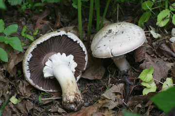 Agaricus arvensis, commonly known as the horse mushroom, wild edible mushroom from Finland