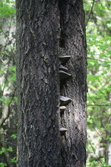 Phellinus populicola,  a polypore living on aspen (Populus tremula), wild fungus from Finland