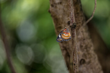 Schmetterling an einem Ast