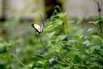 Schmetterling auf Nektarsuche © Beat