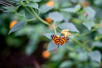 Schmetterling auf Nektarsuche © Beat