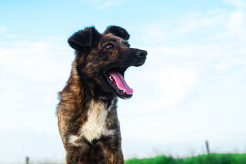 Funny dog yawns close up. Dog with open mouth. Cur. Good dog. Funny animals. Female. Countryside.