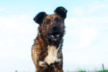 Close-up funny dog looking at the camera with open mouth. The dog is smiling. Good mongrel. Funny animals. A devoted look. Female. Countryside.