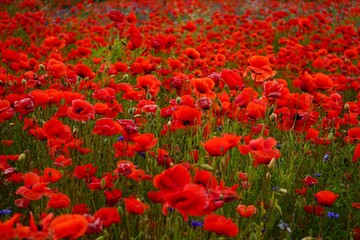 Red poppies fields