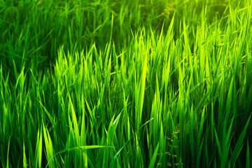 Bright, juicy green grass. High grass. Background green grass. Summer landscape. The sun's rays fall beautifully on tall grass. Beautiful green background. Sunset sun.