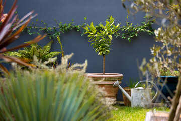 Petit jardin charmant avec pots et arrosoir le matin.