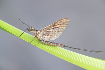 Ephemera vulgata, a species of mayfly in the genus Ephemera, also commonly called as Canadian soldier, shadfly or fishfly