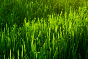 Bright, juicy green grass. High grass. Background green grass. Summer landscape. The sun's rays fall beautifully on tall grass. Beautiful green background. Sunset sun.