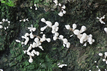 Phleogena faginea, Fenugreek Stalkball, wild fungus from Finland