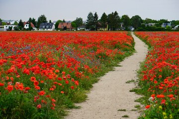 Red poppies fields