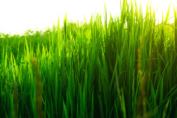 Bright, juicy green grass. High grass. Background green grass. Summer landscape. The sun's rays fall beautifully on tall grass. Beautiful green background. Sunset sun.