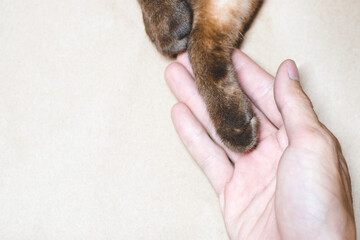 Cat small brown paws on the hand close-up.