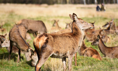 deer grazing in Richmond park London
