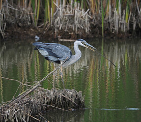 Graureiher beim Nestbau mit einem Ast im Schnabel
