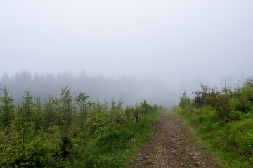 Atmospheric forest at sunset or dawn, with fog or with sun rays, after sunset