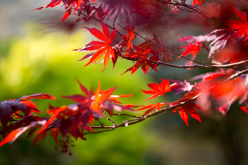 Feuilles d'érable rougies par l'automne dans un jardin Japonais.