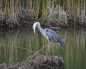 Graureiher beim Nestbau mit einem Ast im Schnabel
