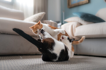 gato blanco y marron y gato blanco y negro juegan sobre la alfombra