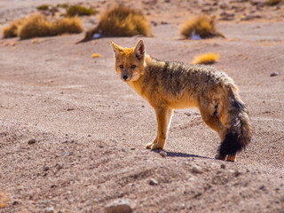 Wild Fox In Desert Landscape In Bolivia, South America