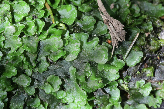 Pellia epiphylla, known as overleaf pellia or common pellia, a species of thallose liverwort growing on a forest stream in Finland