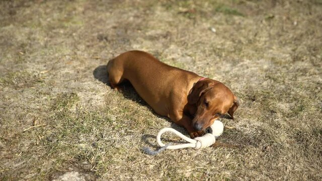 Red-haired dachshund chewing on a new toy